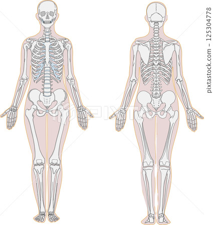 人體正面和背面全身骨骼解剖圖 人體正面和背面全身骨骼解剖圖 125304778