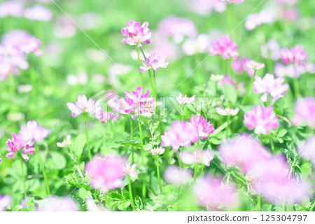 Astragalus carpet 125304797