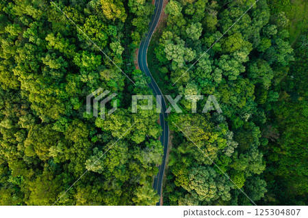 Aerial view of road with green trees. Travel and environment. 125304807