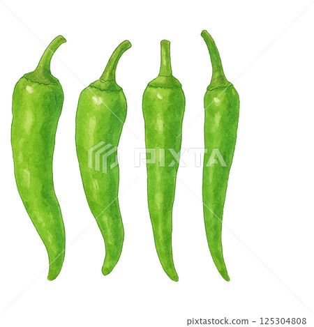 Watercolor illustration of Shishito peppers (vegetables) 125304808