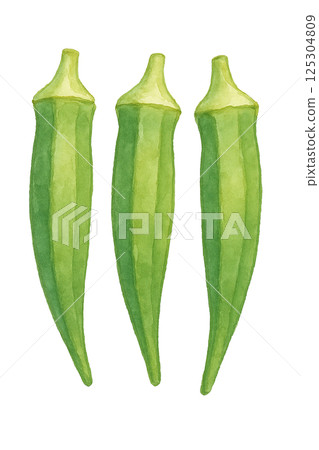 水彩畫的三根秋葵莖的插圖(蔬菜) 水彩畫的三根秋葵莖的插圖(蔬菜) 125304809