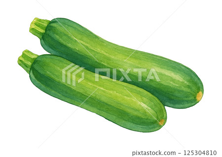 兩棵西葫蘆水彩畫插圖（蔬菜） 125304810
