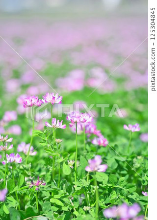 Renge carpet Renge carpet 125304845