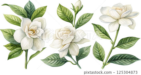Watercolor Gardenia Flowers Watercolor Gardenia Flowers 125304873