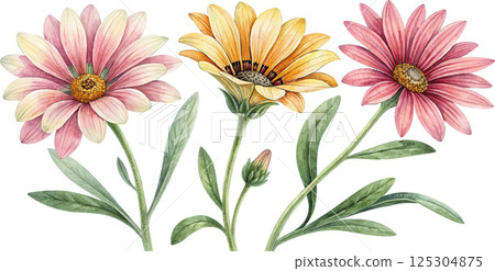 Three Watercolor Gazania Flowers 125304875