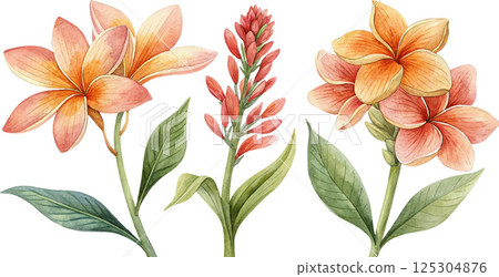 Watercolor Tropical Flowers 125304876