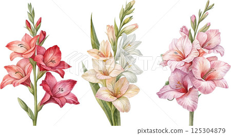 Watercolor Gladiolus Flowers Watercolor Gladiolus Flowers 125304879