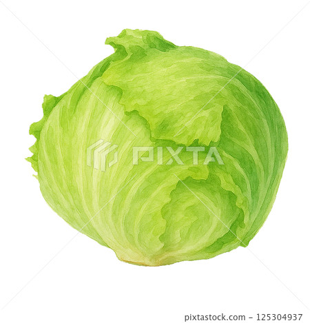 Watercolor illustration of whole lettuce (vegetables) Watercolor illustration of whole lettuce (vegetables) 125304937