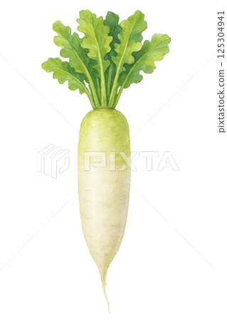 帶有葉蘿蔔（蔬菜）的水彩插圖 125304941