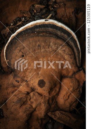 Blushing Bracket Mushroom Blushing Bracket Mushroom 125305119