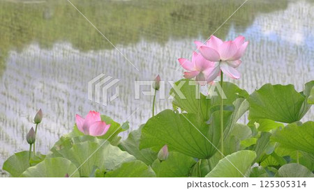 Lotus flower blooming in paddy field Lotus flower blooming in paddy field 125305314