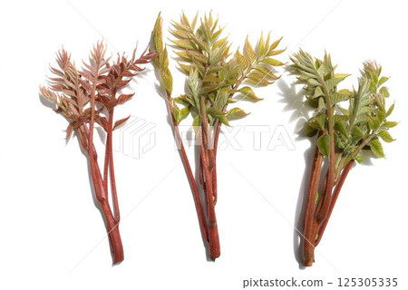 Yama Rosi的萌芽 125305335