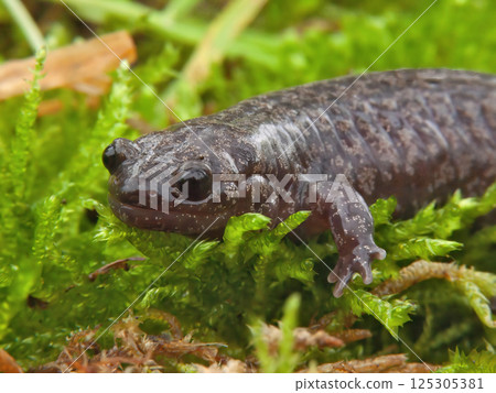 Closeup on the rare spotted or blotched Shahami salamander, Hynobius naevius, endemic to Japan 125305381