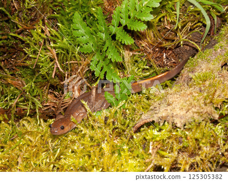 Closeup of the rare Japanese Tsushima salamander, Hynobius tsuensis sitting on green moss 125305382