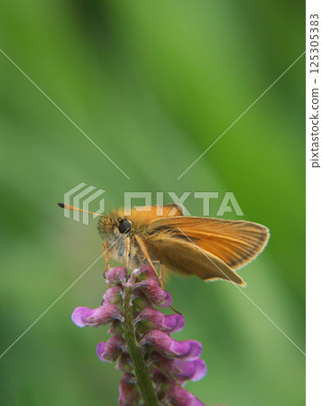 Vertical vibrant closeup on the Essex skipper butterfly, Thymelicus lineola, copy-space 125305383