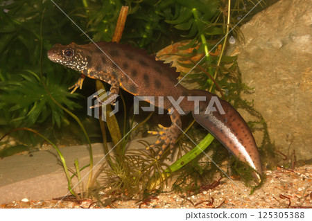 Closeup on a colorful male Triturus carnifex, Italian crested newt, underwater Closeup on a colorful male Triturus carnifex, Italian crested newt, underwater 125305388