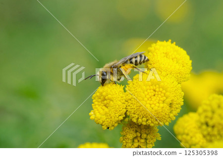 Closeup on a Davies' Cellophan bee, Colletes daviesanus , sitting on a yellow Tansy, Tanacetum vulgare, flower Closeup on a Davies' Cellophan bee, Colletes daviesanus , sitting on a yellow Tansy, Tanacetum vulgare, flower 125305398