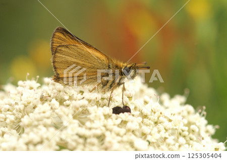 Closeup on the cute and small Essex skipper butterfly , Thymelicus lineola 125305404