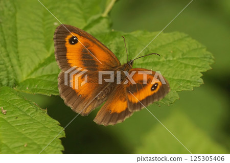 Closeup on the European Hedge brown butterfly,  Pyronia tithonus 125305406