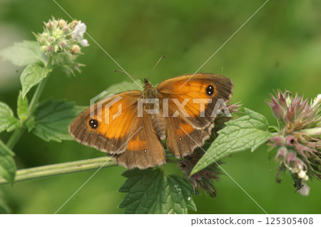 Closeup on the European Hedge brown butterfly,  Pyronia tithonus 125305408