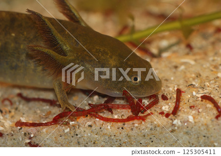 Closeup on gilled larvae of the American Barred tiger salamander,  Ambystoma mavortium feeding on bloodworms 125305411