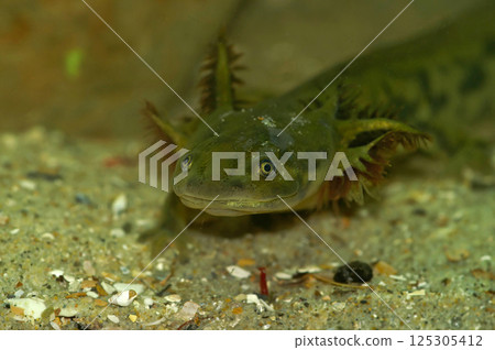 Closeup on a nearly metamorphosed Barred tiger salamander larvae, Ambystoma mavortium Closeup on a nearly metamorphosed Barred tiger salamander larvae, Ambystoma mavortium 125305412