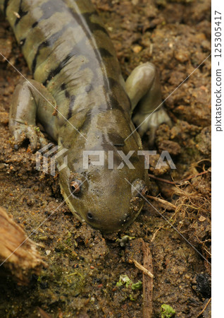 Closeup on the American tiger salamander, Ambystoma  tigrinum 125305417