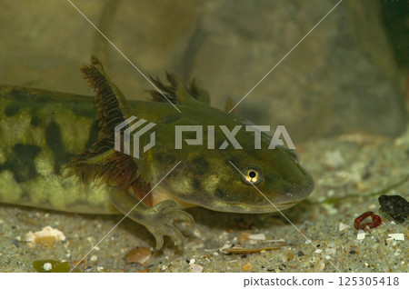 Closeup on a nearly metamorphosed Barred tiger salamander larvae,  Ambystoma mavortium 125305418