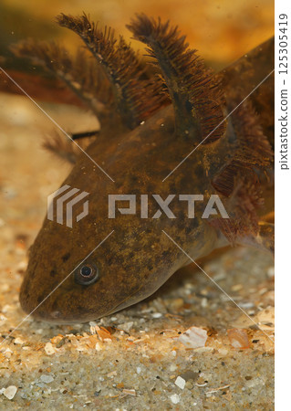 Closeup on a neotenic Ambystoma andersoni Achoque Axolotl salamander with Feathery Gills Closeup on a neotenic Ambystoma andersoni Achoque Axolotl salamander with Feathery Gills 125305419