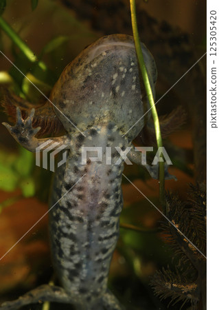 Vertical closeup on the belly underside of the Mexican neotenic Achoque salamander, Ambystoma andersoni Vertical closeup on the belly underside of the Mexican neotenic Achoque salamander, Ambystoma andersoni 125305420