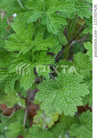 Closeup on emerging springtime foliage of Motherwort wildflower Leonurus cardiaca Closeup on emerging springtime foliage of Motherwort wildflower Leonurus cardiaca 125305426