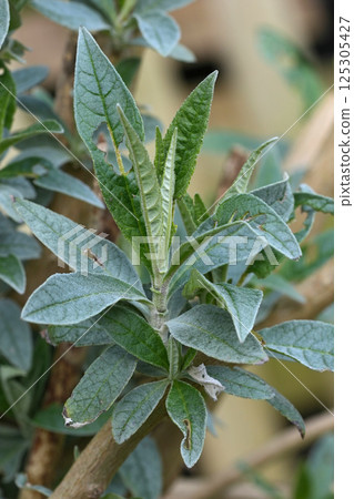 Closeup on emerging Springtime foliage of summer lilac, butterfly-bush or orange eye , Buddleja davidii Closeup on emerging Springtime foliage of summer lilac, butterfly-bush or orange eye , Buddleja davidii 125305427