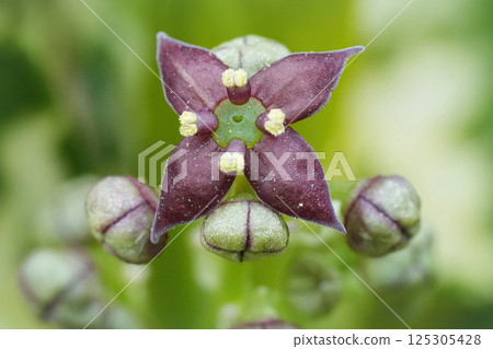 Extreme closeup on a dark red flower of the gold dust plant or Japanese spotted laurel , Aucuba japonica 125305428