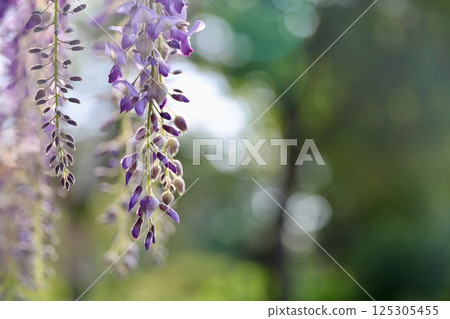 Beautiful wisteria flowers and green leaves Beautiful wisteria flowers and green leaves 125305455
