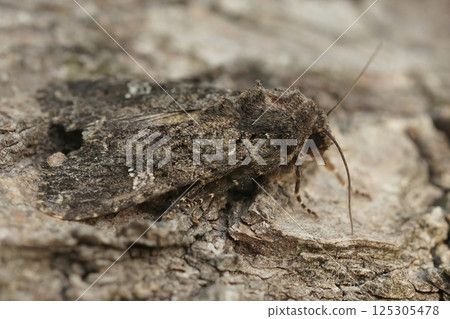 Closeup on the common rustic moth, Mesapamea secalis sitting on a piece of wood 125305478