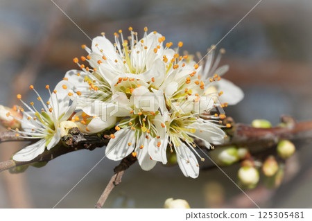 Close-up of white Blackthorn , Prunus spinosa, blossoms with vibrant orange pollen, signaling the arrival of springtime on a slender branch. 125305481