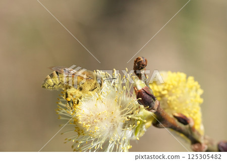 Honeybee collecting pollen on Willow flower. Close-up shows the bee's furry body dusted with yellow pollen and the flower's soft, white petals. 125305482