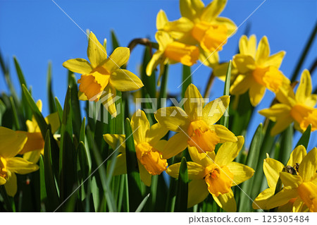 Bright yellow flowers reach for the sun against a vibrant blue sky, embodying the essence of spring and new beginnings. 125305484