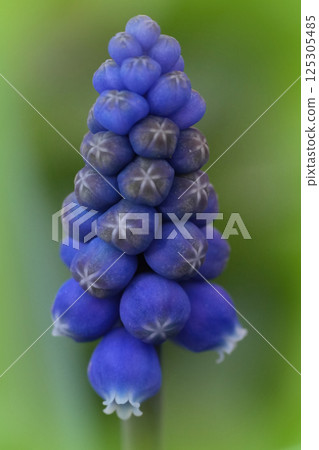 Close-up of a striking grape hyacinth flower with vibrant blue petals against a soft green backdrop. Nature's beauty in full bloom. Close-up of a striking grape hyacinth flower with vibrant blue petals against a soft green backdrop. Nature's beauty in full bloom. 125305485