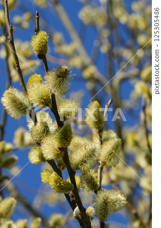 Willow catkins blooming against a vibrant blue sky, heralding spring with soft, furry textures and natural beauty. Willow catkins blooming against a vibrant blue sky, heralding spring with soft, furry textures and natural beauty. 125305486