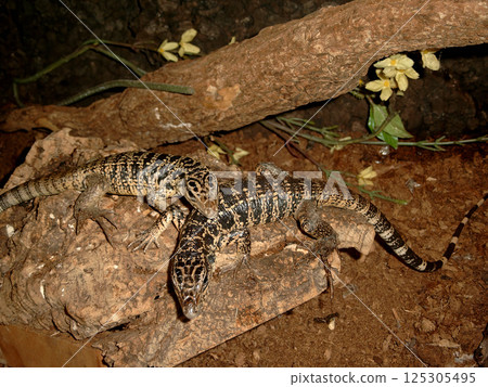 A trio of tegus bask together on a mossy rock, their striking patterns creating a reptile portrait in a natural habitat. 125305495