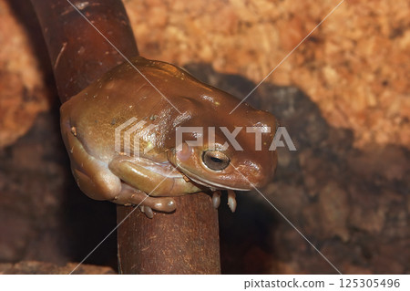 Closeup on a Golden bell frog, Litoria aurea sitting on twig Closeup on a Golden bell frog, Litoria aurea sitting on twig 125305496