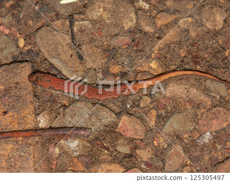 Closeup of a northern dusky salamander, Desmognathus fuscus in shallow water Closeup of a northern dusky salamander, Desmognathus fuscus in shallow water 125305497