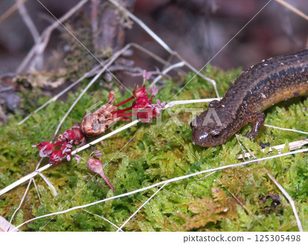 Closeup on a northern two-lined salamander, Eurycea bislineata Closeup on a northern two-lined salamander, Eurycea bislineata 125305498
