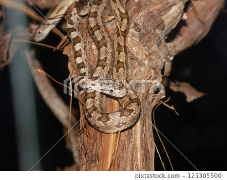 Closeup on a rat snake species, Pantherophis in a terrarium Closeup on a rat snake species, Pantherophis in a terrarium 125305500