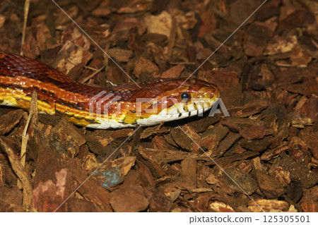 Closeup on an American Corn snake, Pantherophis guttatus 125305501