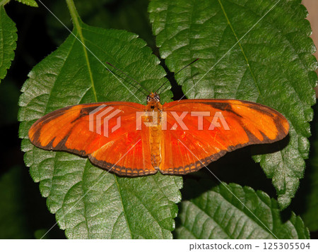 Closeup on a colorflu orange Dryas iulia commonly called the Julia heliconian butterfly, the flame, or flambeau Closeup on a colorflu orange Dryas iulia commonly called the Julia heliconian butterfly, the flame, or flambeau 125305504