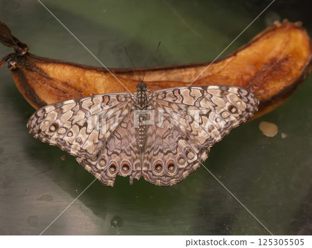 Closeup on a Red Cracker butterfly, Hamadryas amphinome with spread wings 125305505