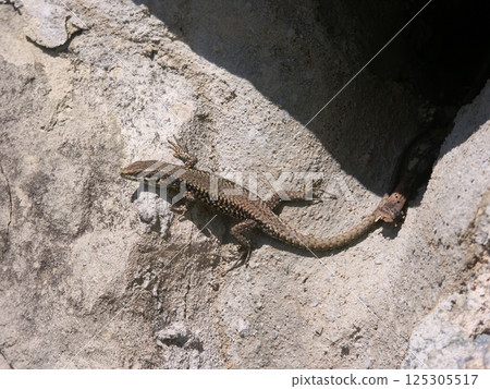 Closeup on a Common European wall lizard, Podarcis muralis sunbathing Closeup on a Common European wall lizard, Podarcis muralis sunbathing 125305517