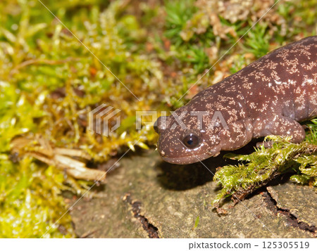 Closeup on the rare spotted or blotched Shahami salamander, Hynobius naevius, endemic to Japan 125305519